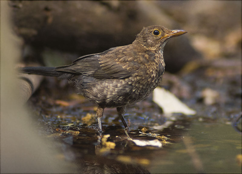 Femella de Merla (Turdus merula)