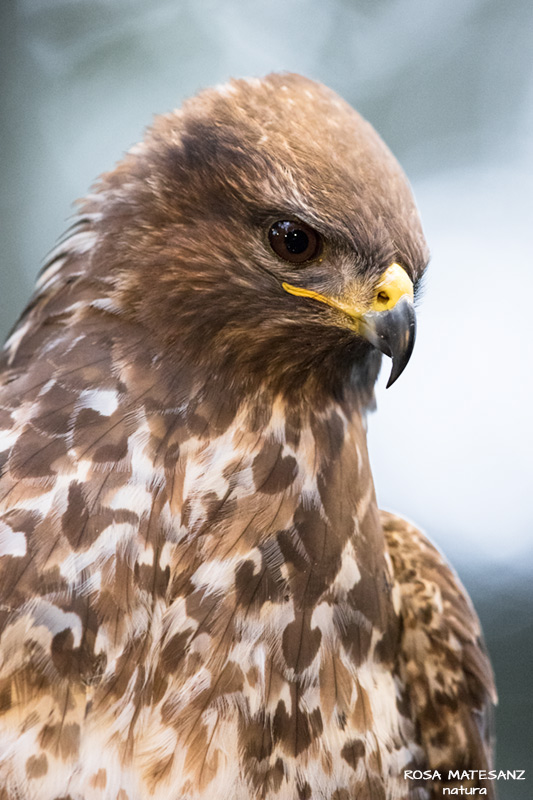 Aligot comú (Buteo buteo)