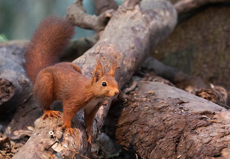 Esquirol (Sciurus vulgaris)