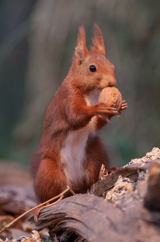 Esquirol (Sciurus vulgaris)