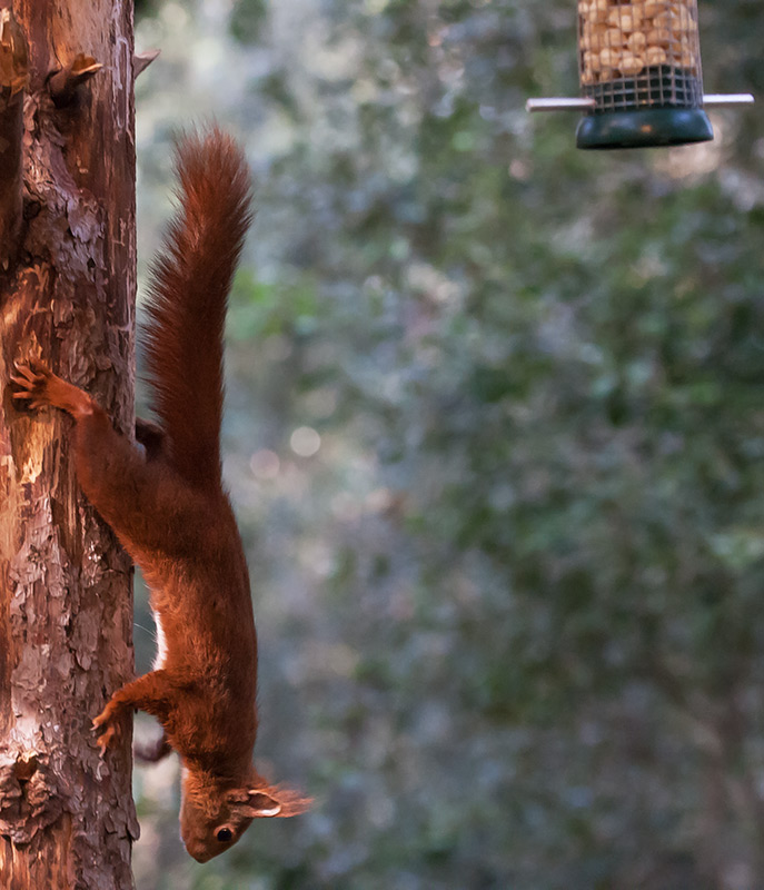 Esquirol (Sciurus vulgaris)