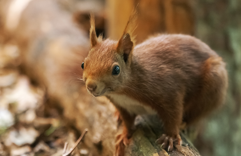 Esquirol (Sciurus vulgaris)