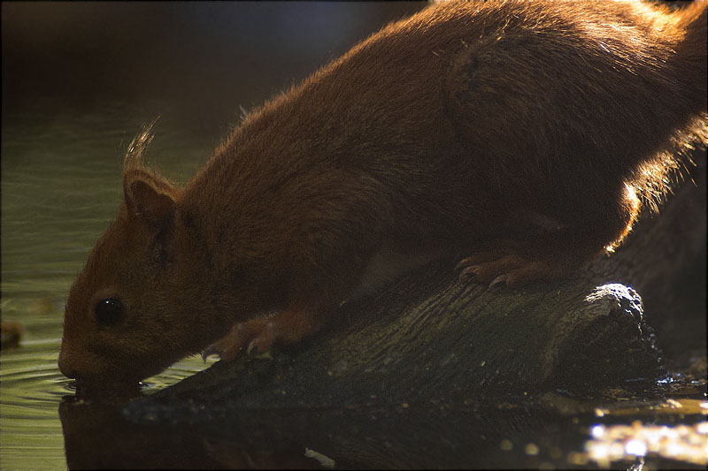 Esquirol (Sciurus vulgaris)