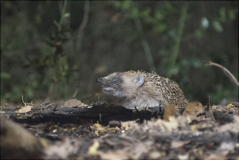 Eriçó comú (Erinaceus europaeus)