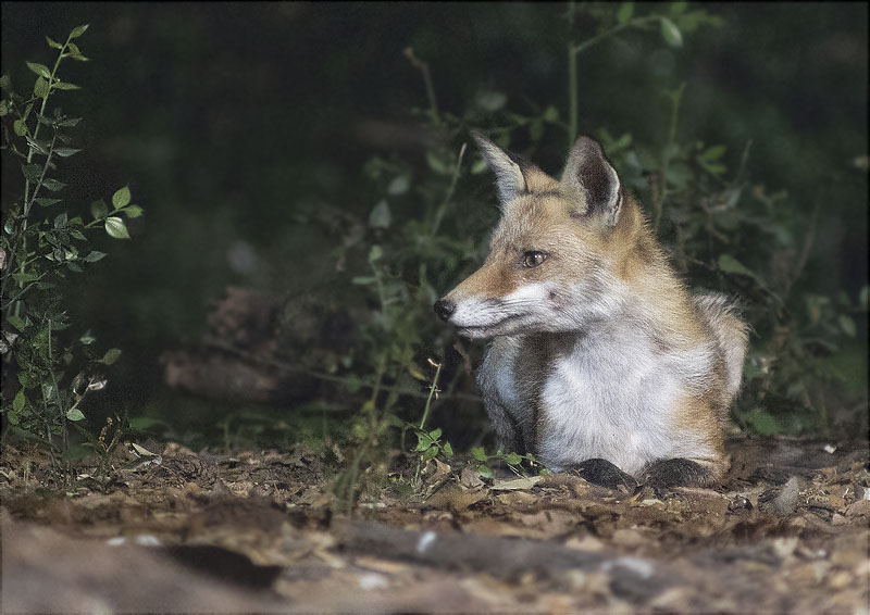 Guineu (Vulpes vulpes)