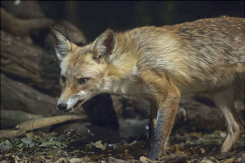 Guineu (Vulpes vulpes)