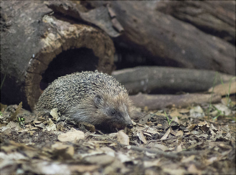 Eriçó comú (Erinaceus europaeus)