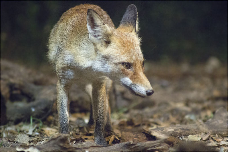 Guineu (Vulpes vulpes)