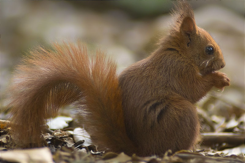 Esquirol (Sciurus vulgaris)