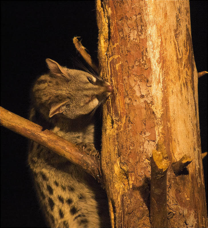 Geneta (Genetta genetta)