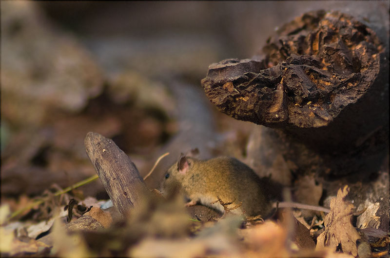 Ratolí de bosc (Apodemus sylvaticus)