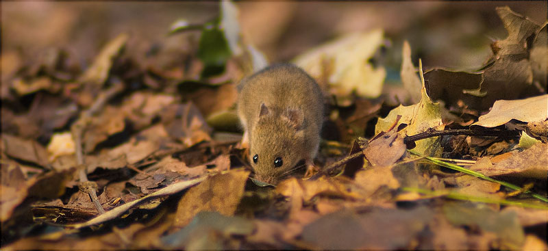 Ratolí de bosc (Apodemus sylvaticus)