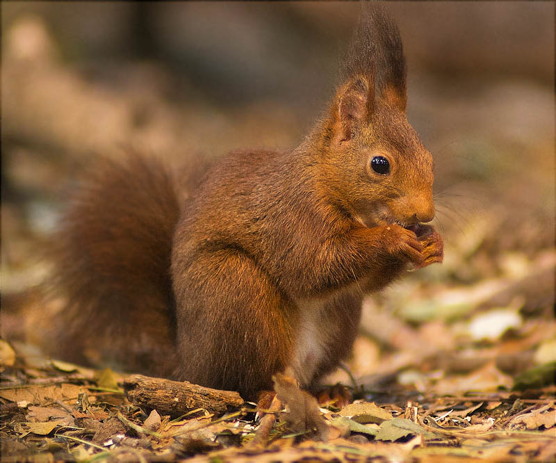 Esquirol (Sciurus vulgaris)