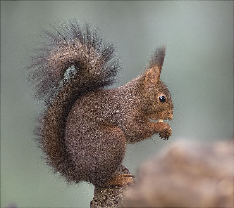 Esquirol (Sciurus vulgaris)