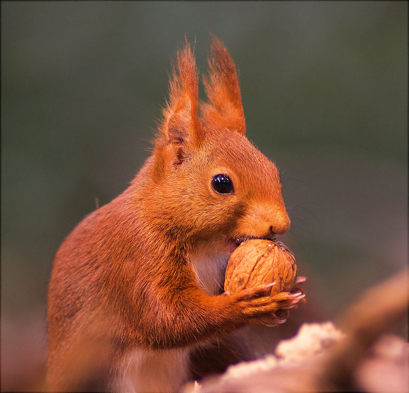 Esquirol (Sciurus vulgaris)