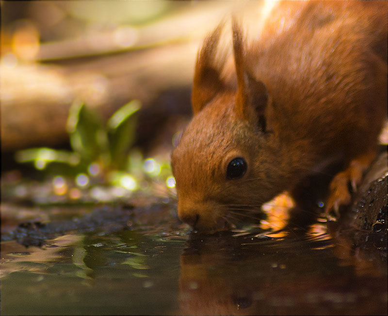 Esquirol (Sciurus vulgaris)