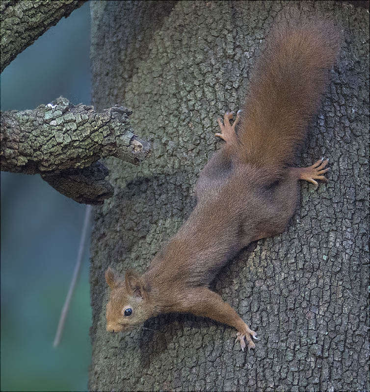 Esquirol (Sciurus vulgaris)