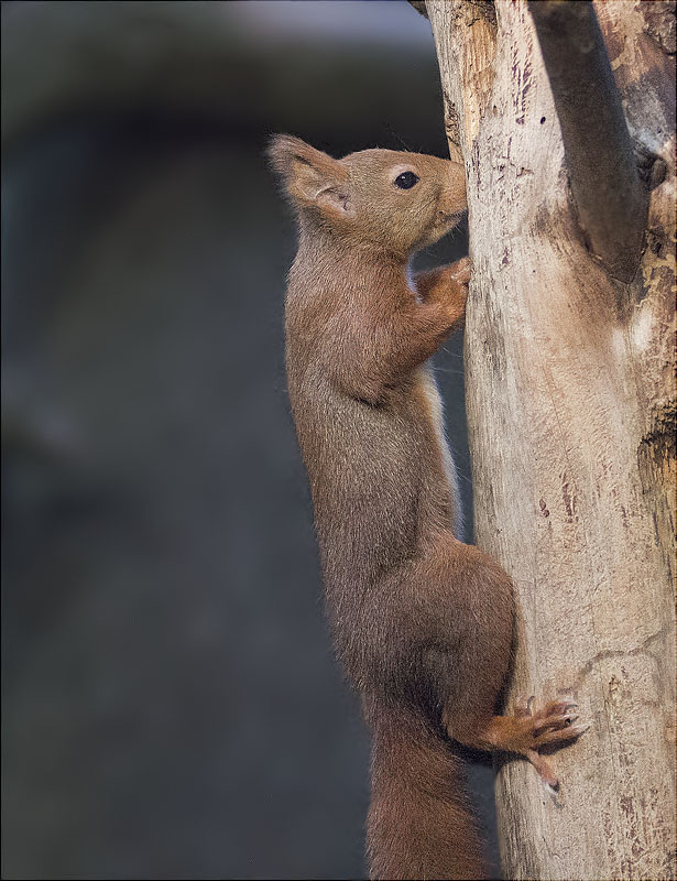 Esquirol (Sciurus vulgaris)