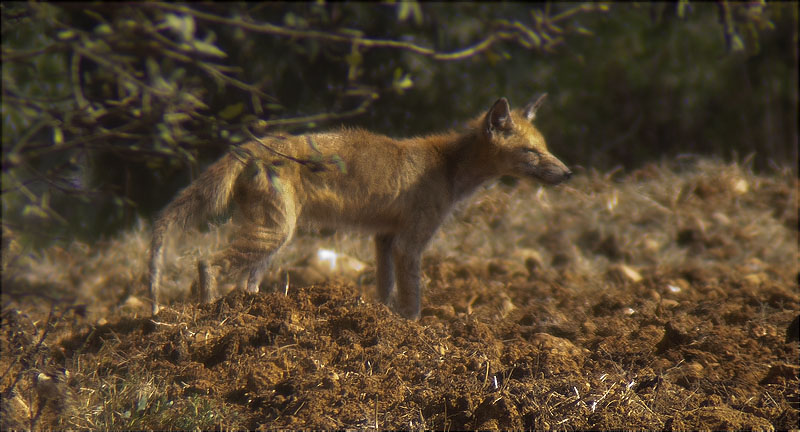 Guineu (Vulpes vulpes)