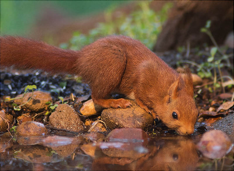 Esquirol (Sciurus vulgaris)