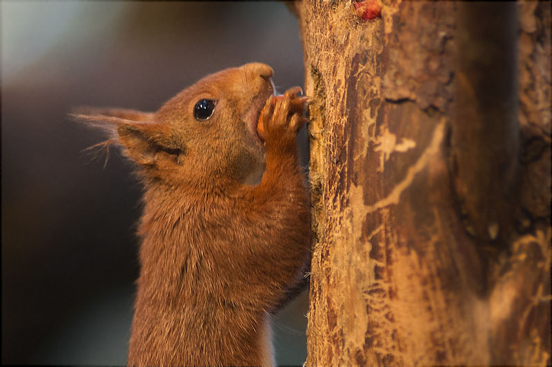 Esquirol (Sciurus vulgaris)