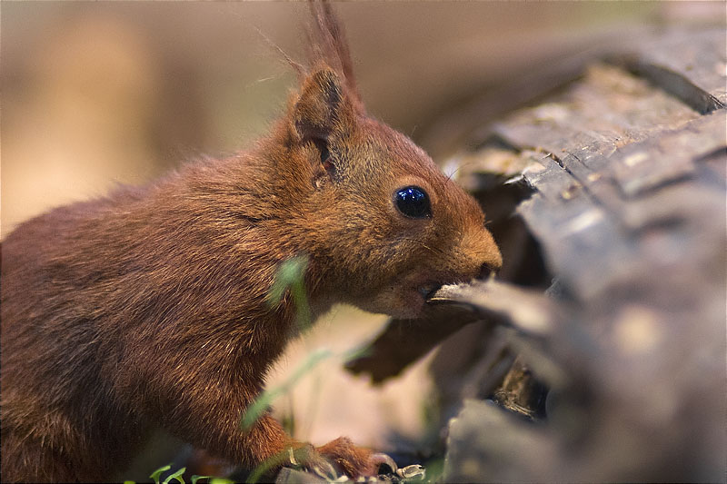 Esquirol (Sciurus vulgaris)