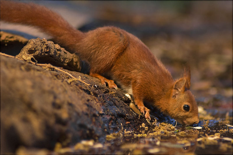 Esquirol (Sciurus vulgaris)