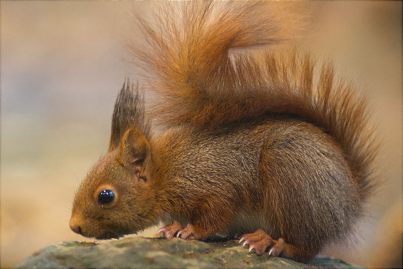 Esquirol (Sciurus vulgaris)