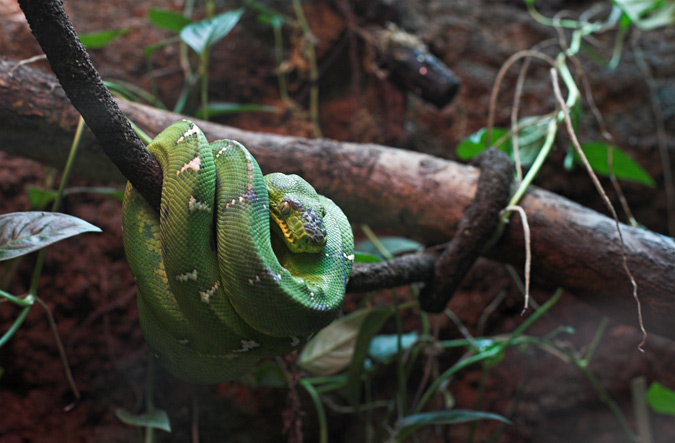 Corallus caninus. Boa maragda