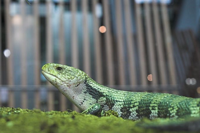 Tiliqua scincoides.  Escinco de lengua azul