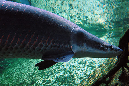 Pirarucú (Arapaima gigas)