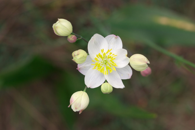 Thalictrum tuberosum