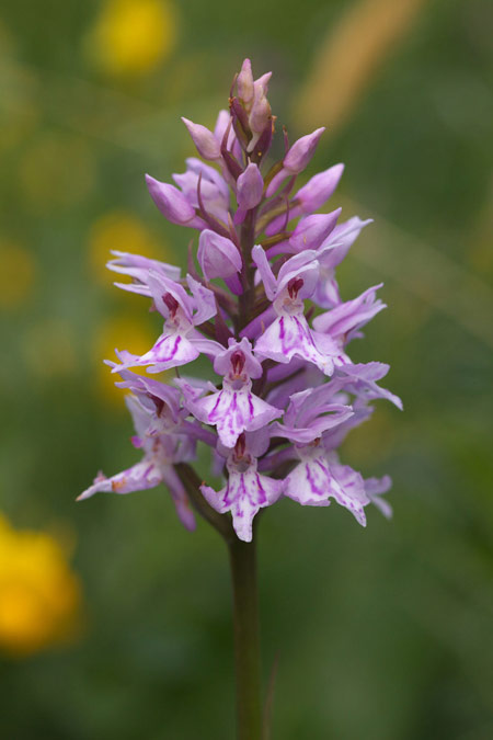 Dactylorhiza maculata