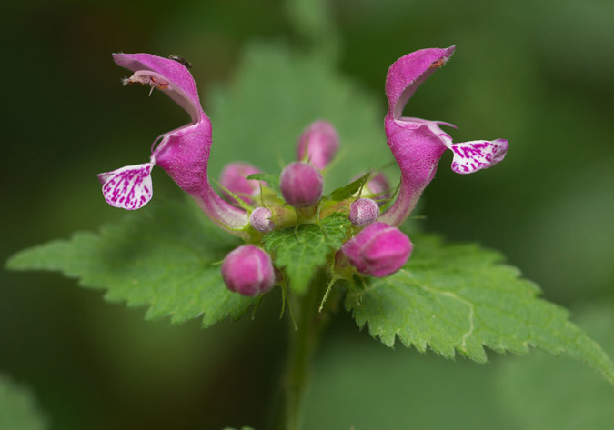 Prunella grandiflora