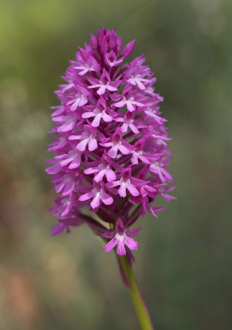 Anacamptis pyramidalis