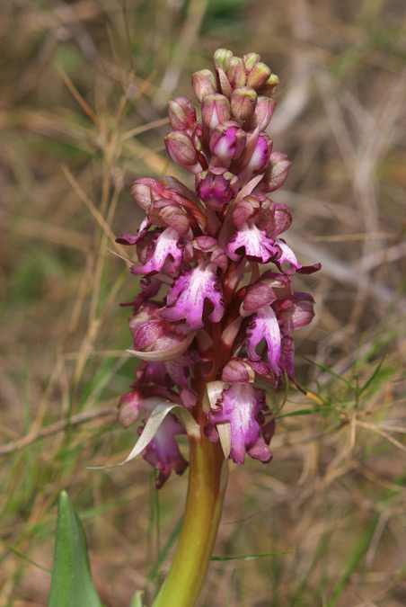 Barlia robertiana