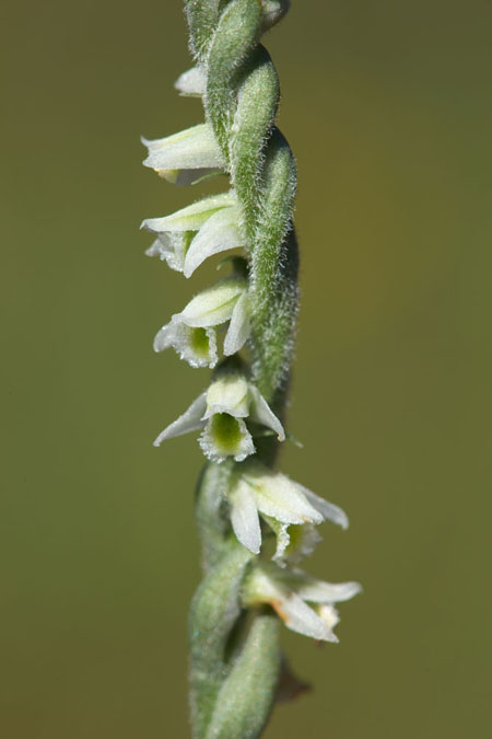 Spiranthes spiralis