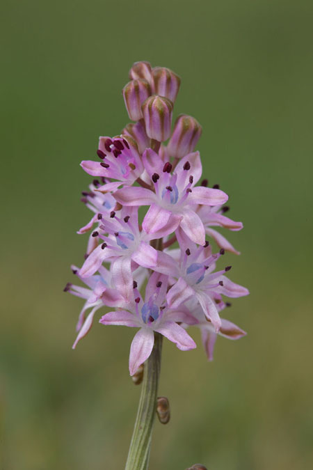 Scilla autumnalis