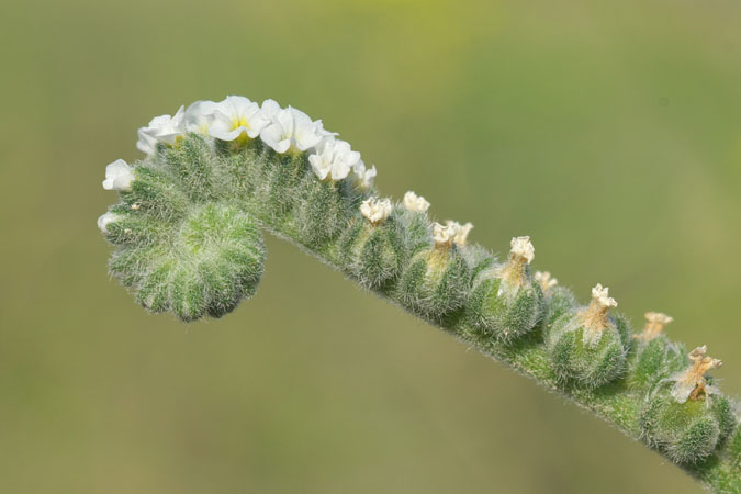 Heliotropium europaeum