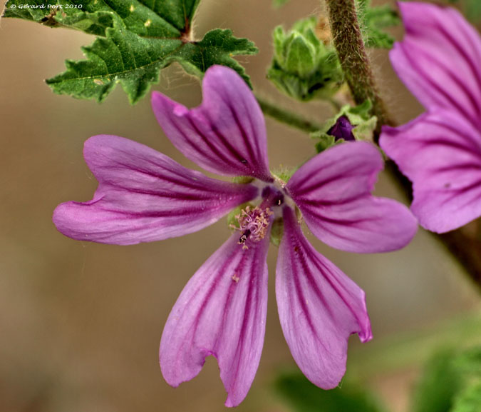 Malva comú (Malva sylvestris)