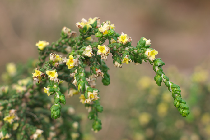 Thymelaea hirsuta