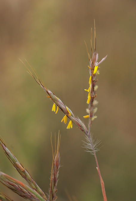 Hyparrhenia hirta, espiguetes