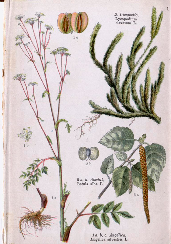 Atlas de bolsillo. Plantas medicinales.1914