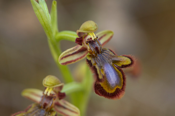 Ophrys speculum