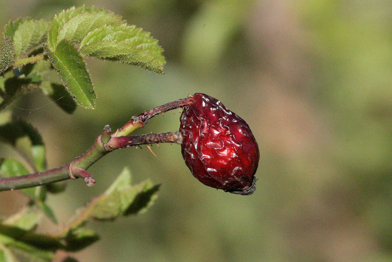 Fruit del roser silvestre.