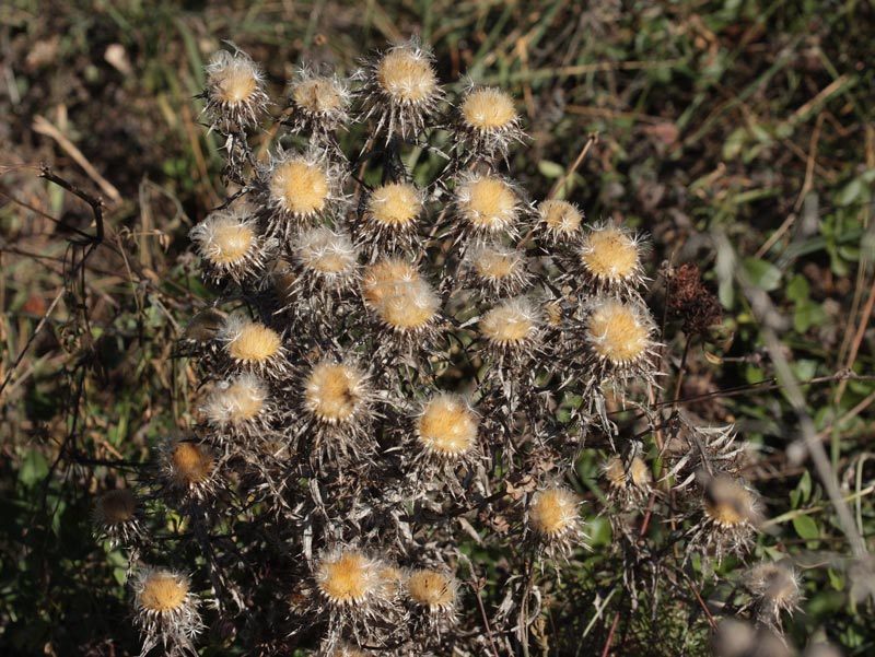 Carlina petita.