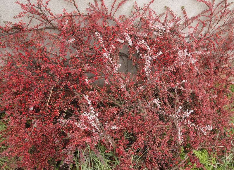 Cotoneaster horizontalis.