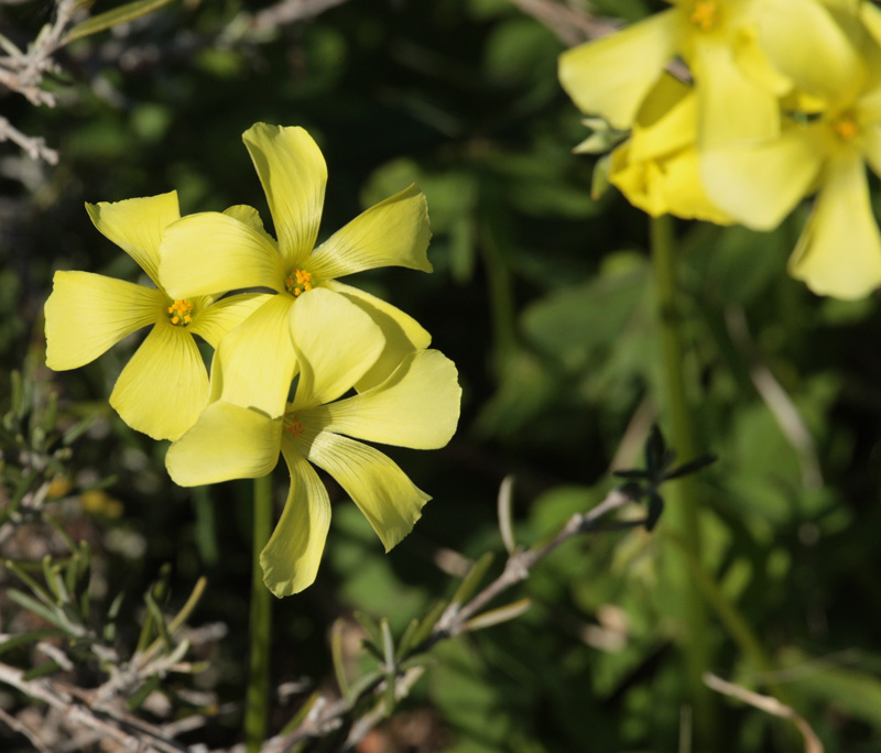 Flor d'avellana.