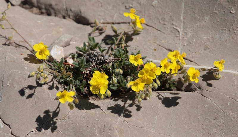 (Helianthemum hymettium).