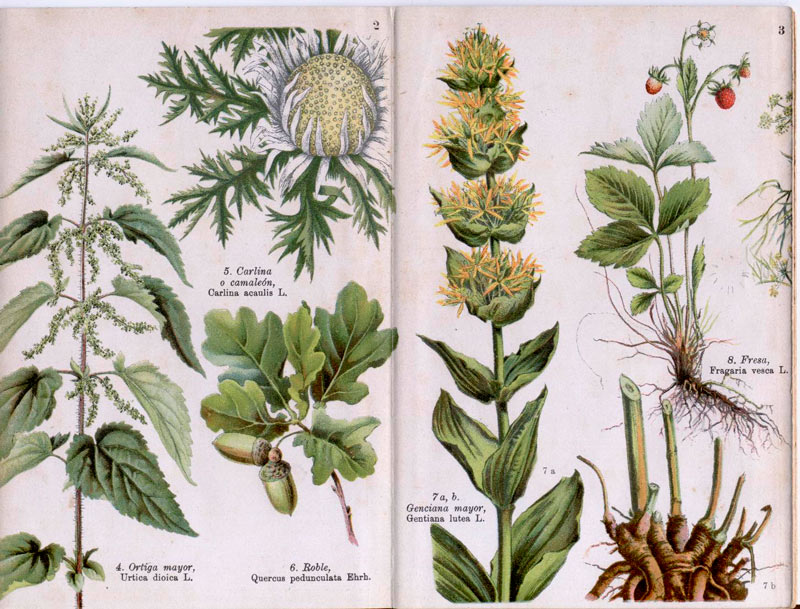 Atlas de bolsillo. Plantas medicinales.1914